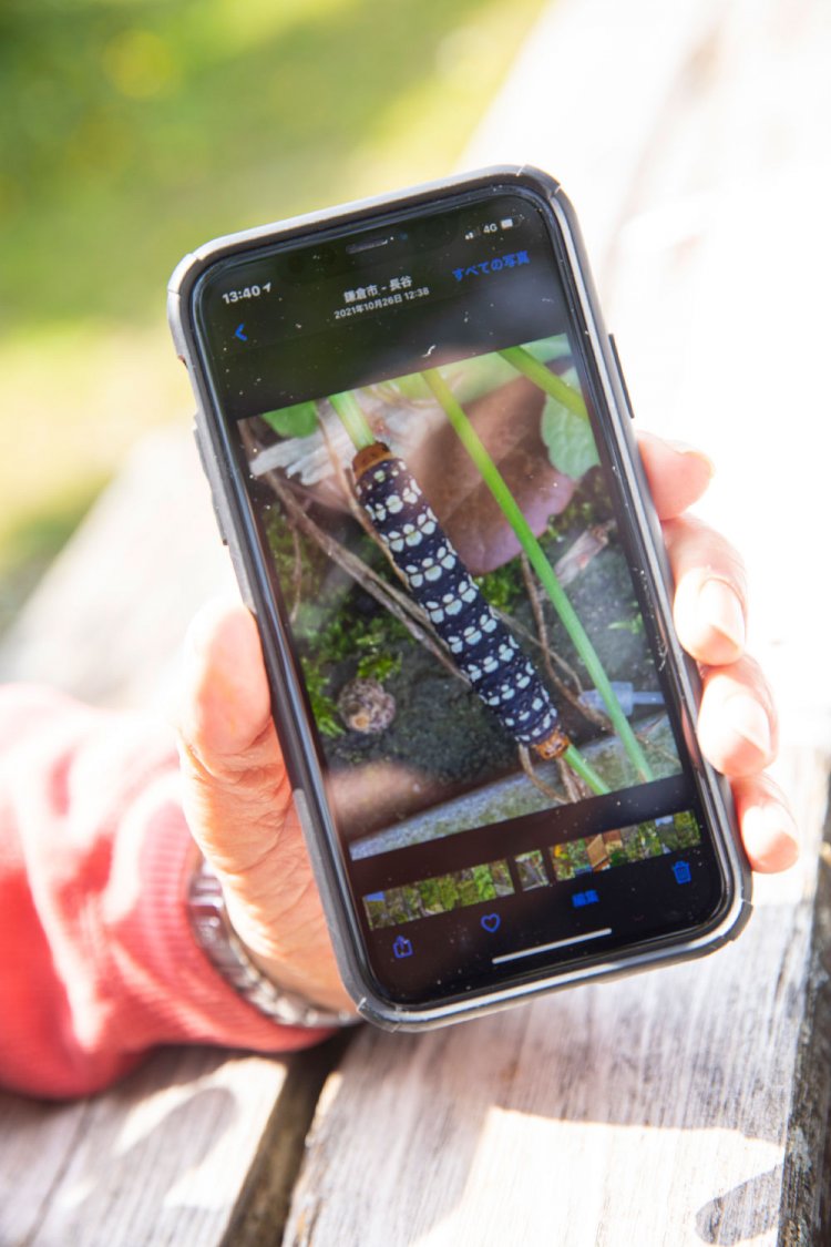 養老先生のスマホの中にいる、ハマオモトヨトウの幼虫。大仏前の駐車場にいた。