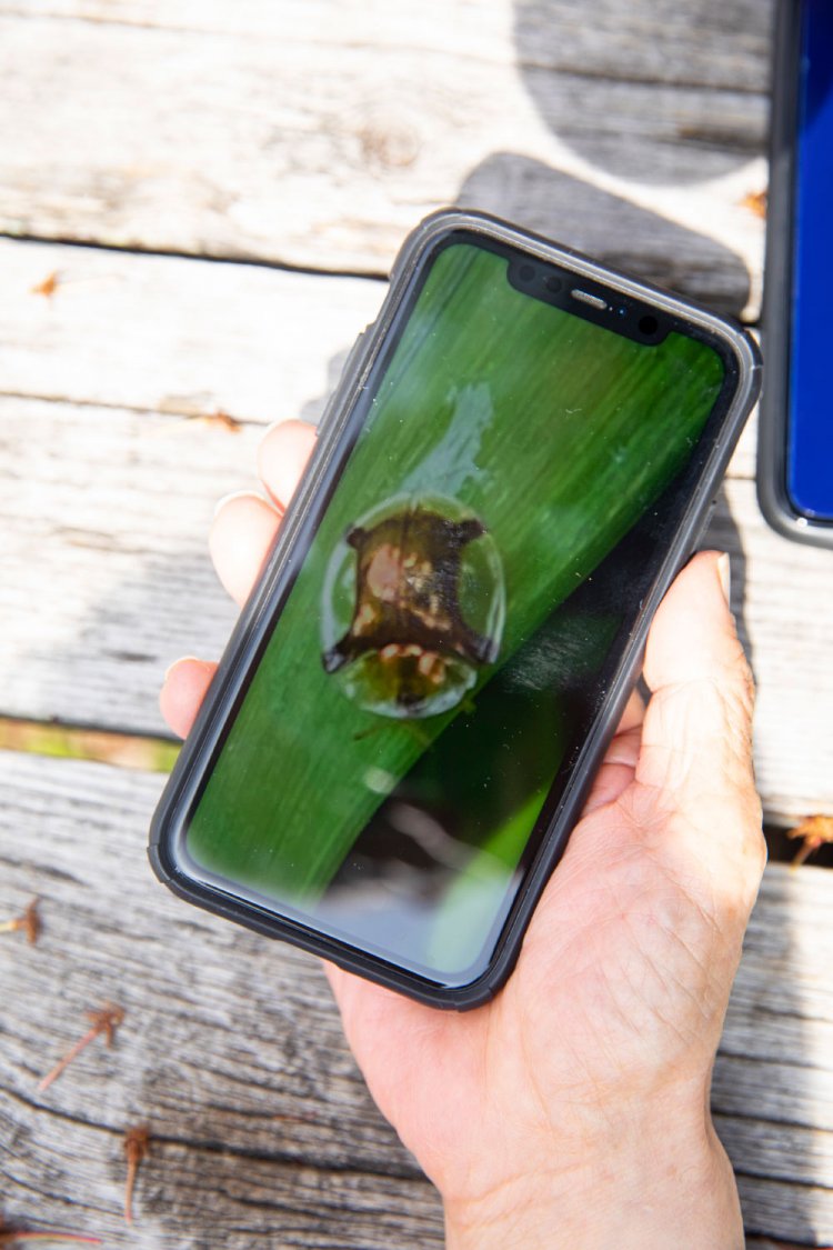 カメノコハムシ。「こんなのばかり撮っている」。