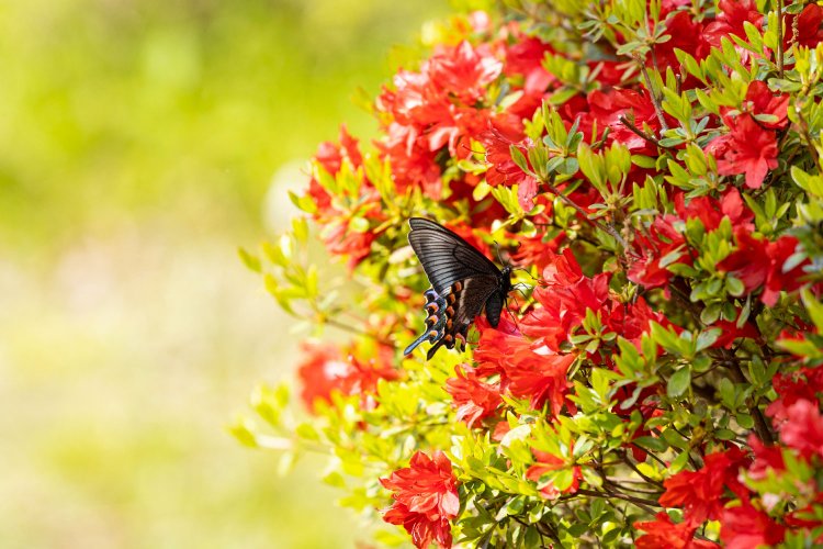 インタビュー中に現れた黒いアゲハ。ミヤマカラスアゲハか？