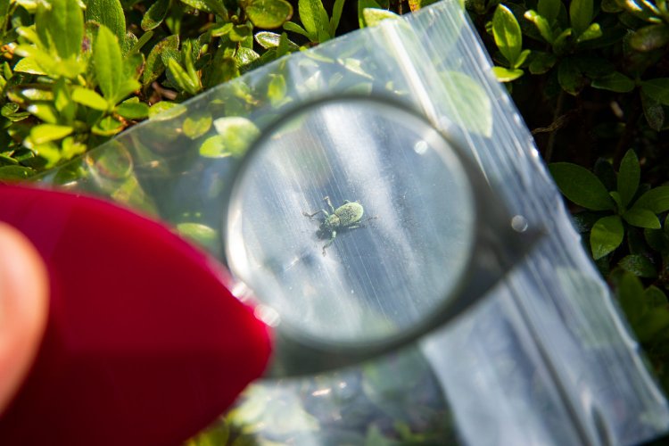 採集した虫はジップロックに入れて観察。