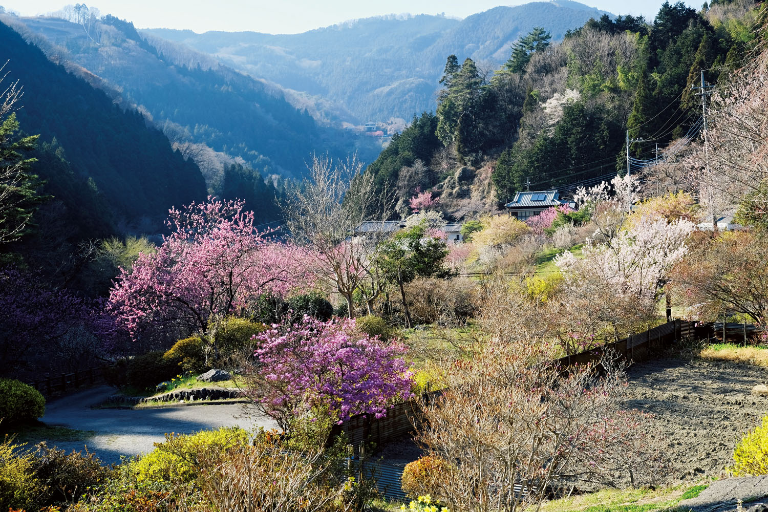 麓の白石の集落。取材は4月上旬だったので、梅などが一斉に咲いていた。まるで桃源郷。