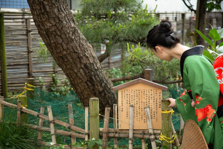 「まあ、この松は浜松からきたの! ?」　旧東海道の各宿場町寄贈の松が点在。街道松の広場の枝振りは見事。