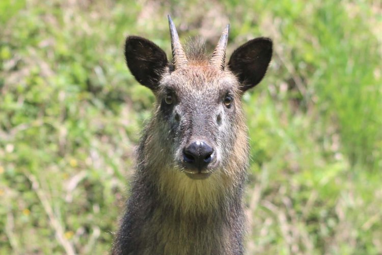 「山や森では運が良ければ特別天然記念物のニホンカモシカにも出会えますよ」と川嵜支配人が教えてくれた。