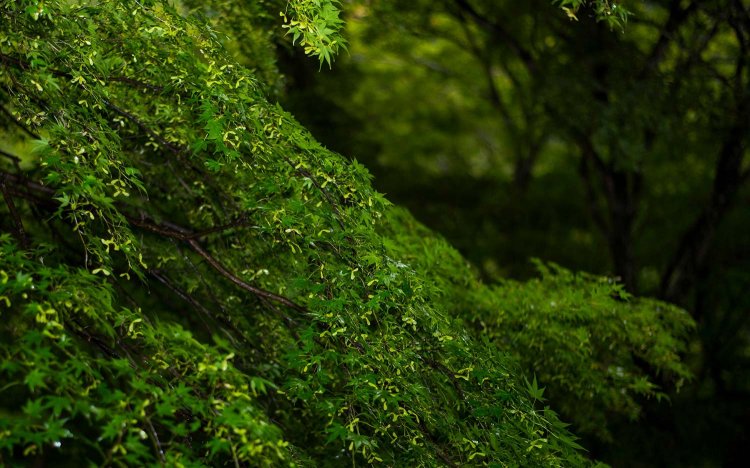 【東京おでんだね】鈴廣に学ぶ夏のおでんと蒲鉾の楽しみ方