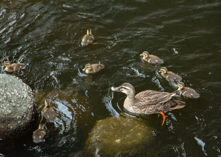 カルガモの親子に遭遇。