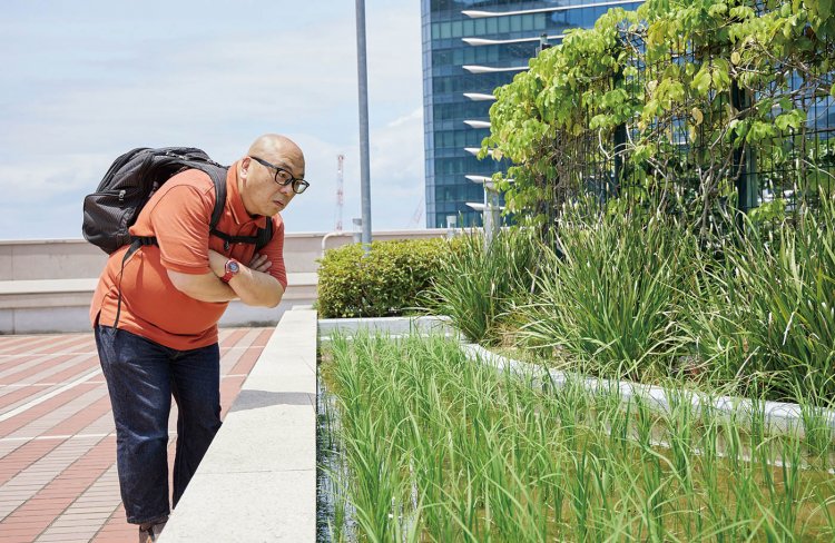地上14階で「田んぼ」に出くわすとは思わなかった