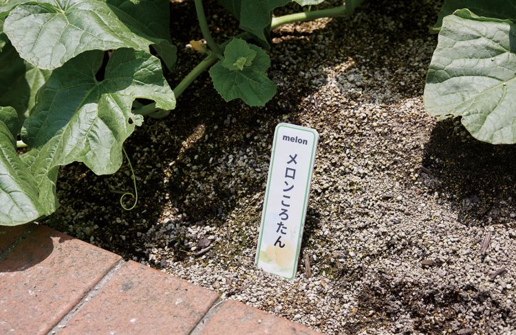 まるでゆるキャラ。「メロンころたん」