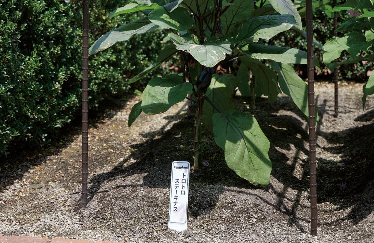 「トロトロステーキナス」という品種。「生まれながらにして調理法が決められているさだめなのか」とちょっぴり切なくなった