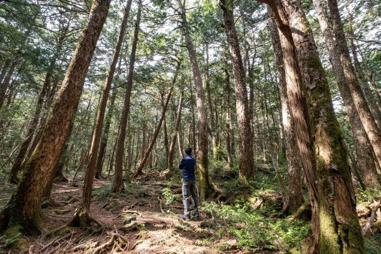 足元にあるむき出しの木の根から、たくましい生命力を強く感じる。