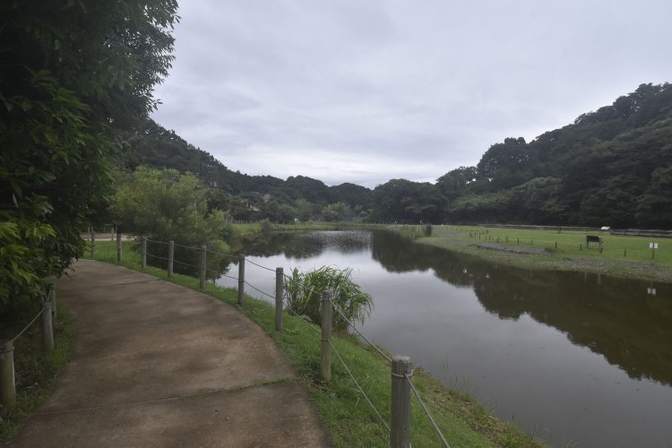 史跡公園となった永福寺では、発掘調査され池が再現された。