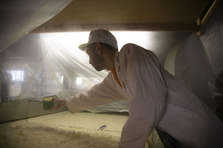 蒸し米を冷ます段階で種麹を振る。