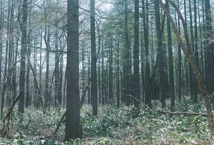 Photolabo hibiさん現像の写真 / Contax aria / carlzeiss planner 50mm