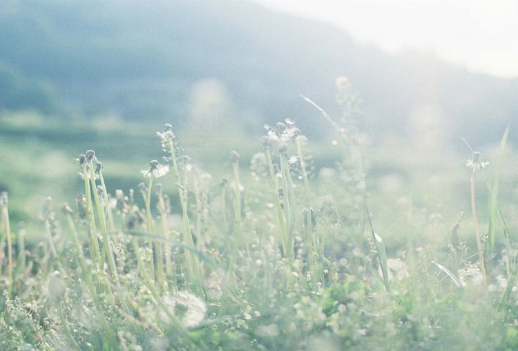 Photolabo hibiさん現像の写真 / Contax aria / carlzeiss planner 50mm