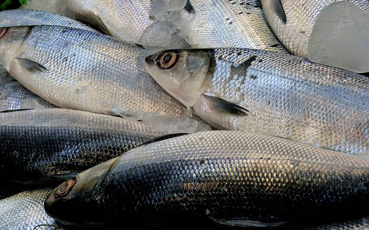 台湾人に人気の大衆魚サバヒー（虱目魚）