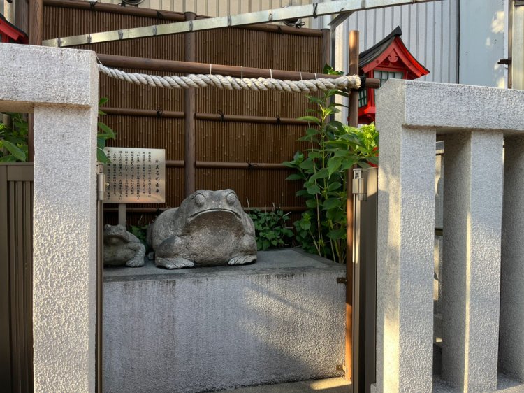 こんなところに大きなカエルが。