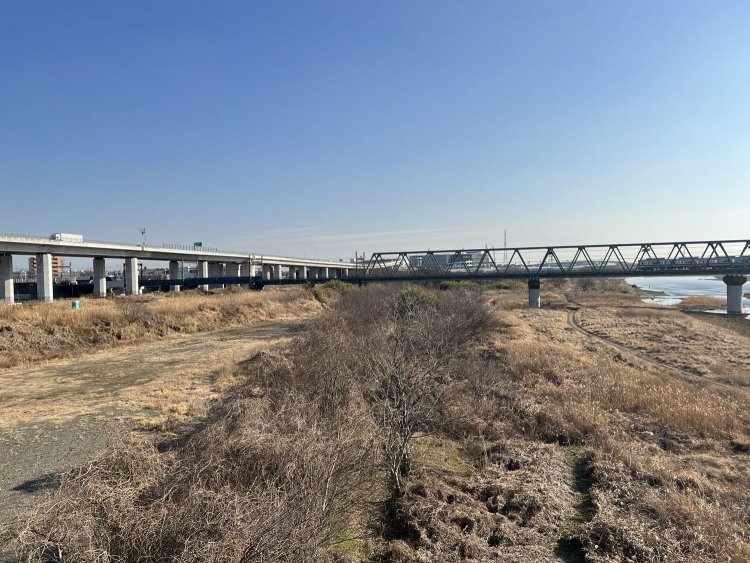 厚木市側の河川敷、眼下には数本の桜木が見つかった。歌詞にでてくる桜は、これか?