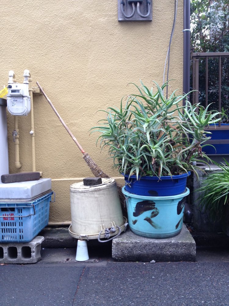 深川は味のあるアロエの宝庫。