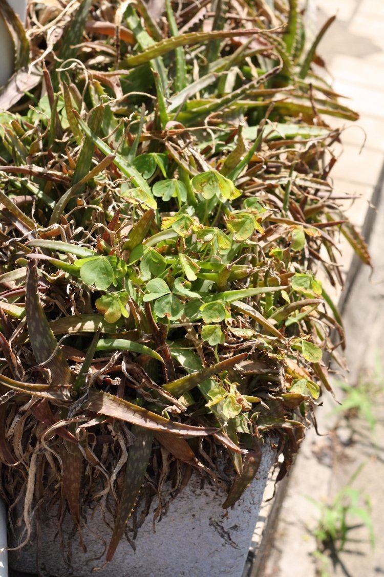 最初に目が留まった、しなびたアロエ。