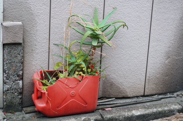 カットした灯油タンクに植えられたアロエ。