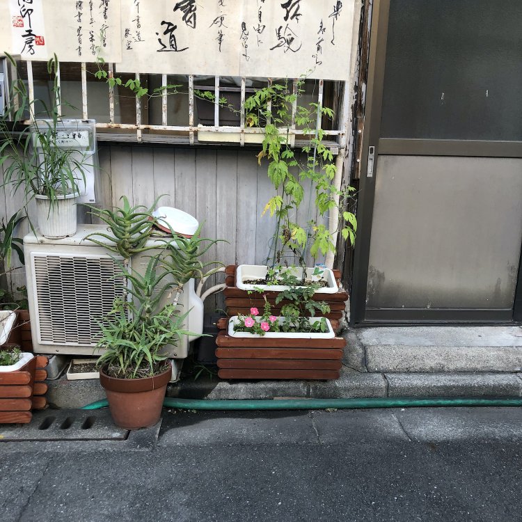 室外機前のアロエには、排気が直撃か……。