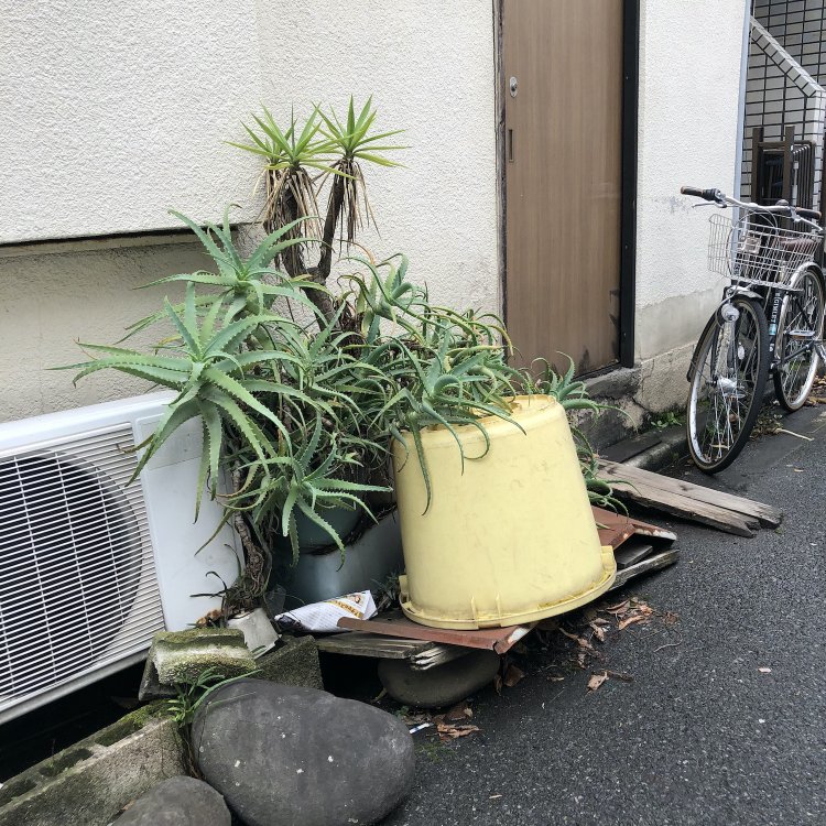 室外機と樽に囲まれ、暴れるようなアロエ。