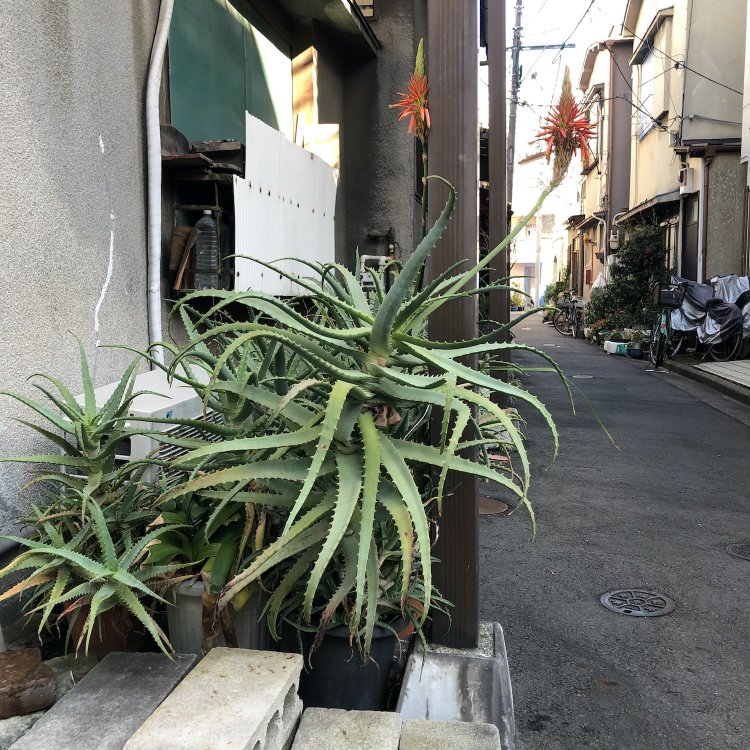 路地の一角、生き物めいたアロエたち。
