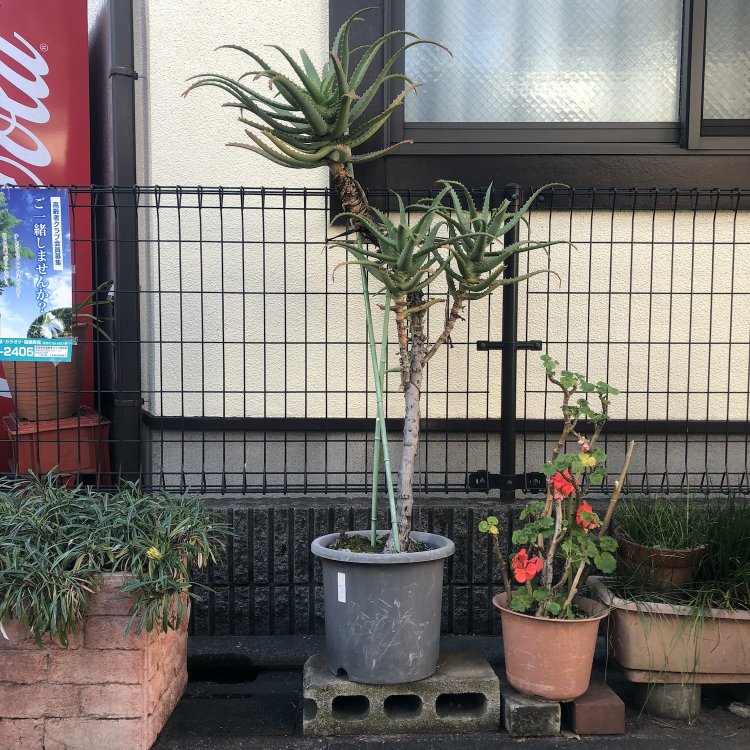ヤシの木みたいなアロエ。