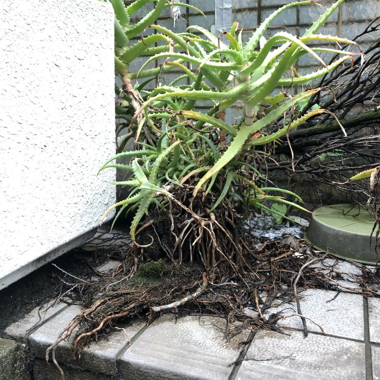 根っこがむき出し状態でも力強く繁る。