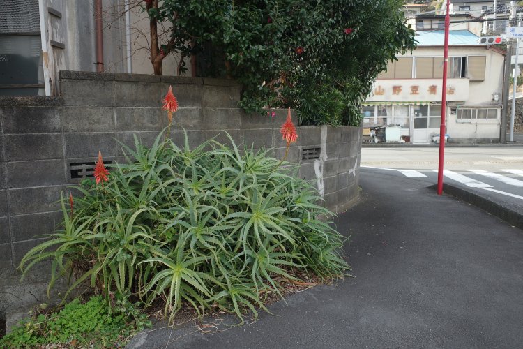 土がほとんどなさそうな路上の一角でも立派に成長。