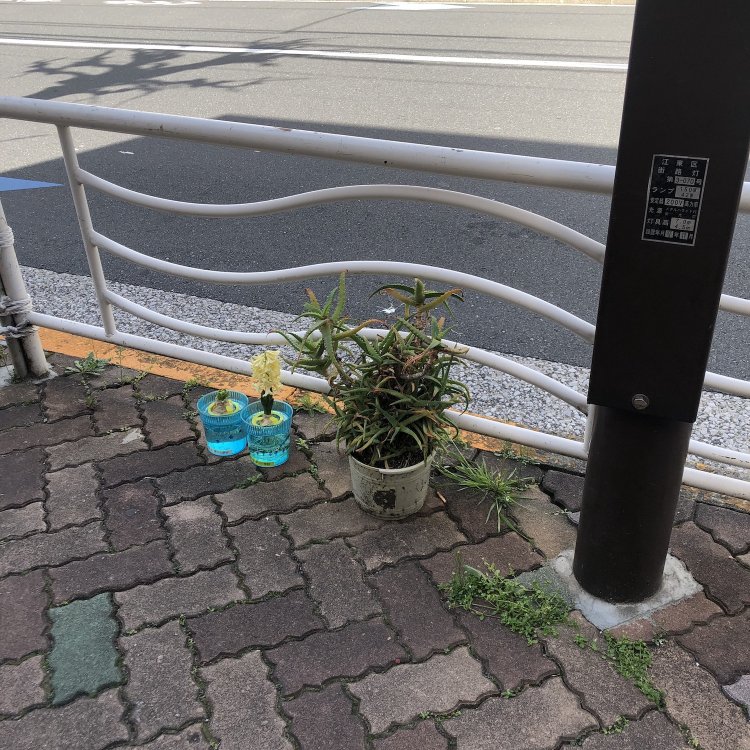 ヒヤシンスと仲間のように肩を並べるアロエ。