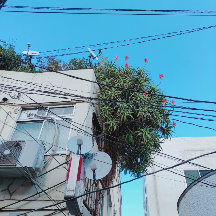 雑居ビル屋上で、開花したアロエの花がアンテナのように上を向く。