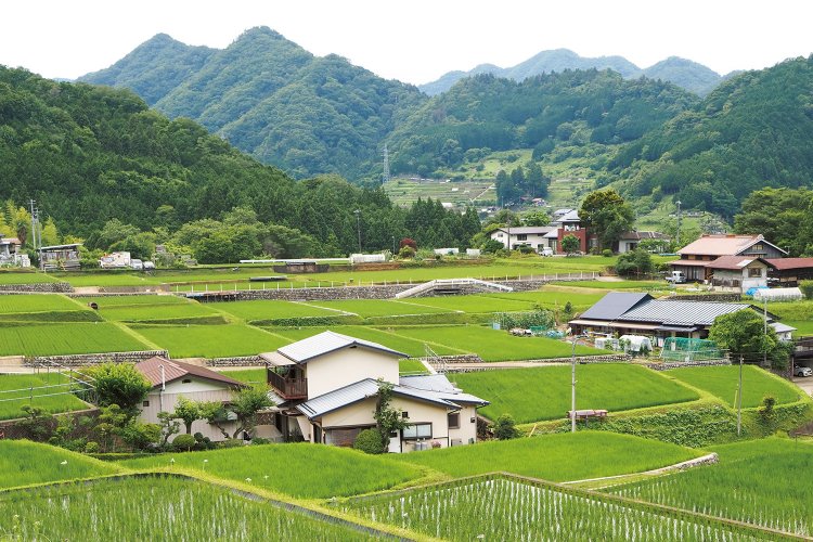 棚田の上部から。全部で100枚ほどある。奥に桜井地区の段々畑がみえる。