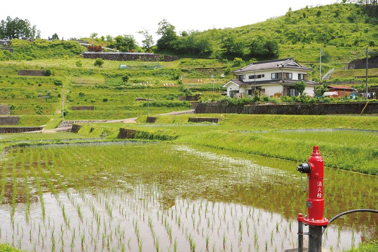 田植えの終わった直後。左手の上部の丘にはお墓がいくつもある。