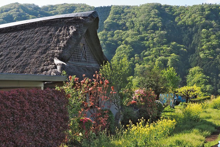 東野地区に茅葺き屋根の家が一軒。秋になれば周囲はコスモスの花で覆われる。