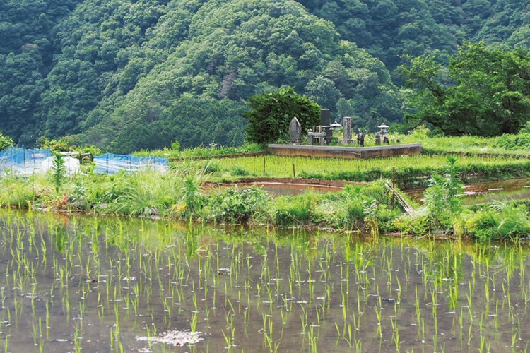 上青根地区の田んぼとお墓。青根の人口は400人を切っている。多いときは1500人くらい。
