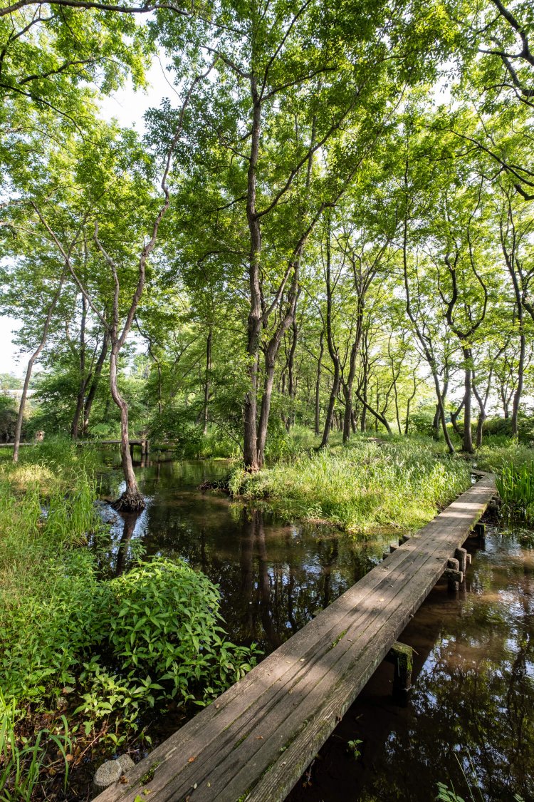 遊歩道の大半には木道が敷かれ、水辺の自然に気軽に触れ合える。
