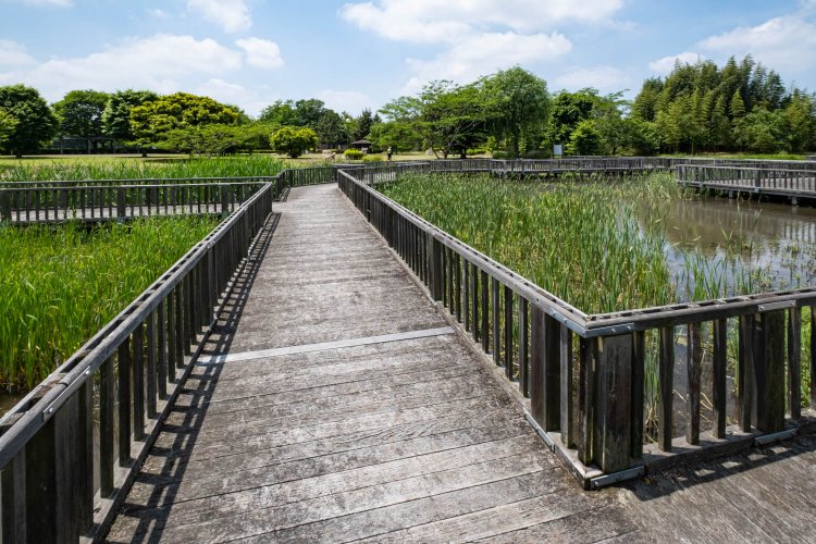 ぐるりと橋がかけられた湿生観園。池には水辺植物が植えられている。