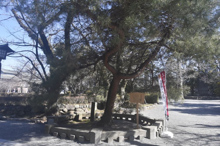 境内に入るとすぐ、安達盛長が控えていた場所に生えている松がある。