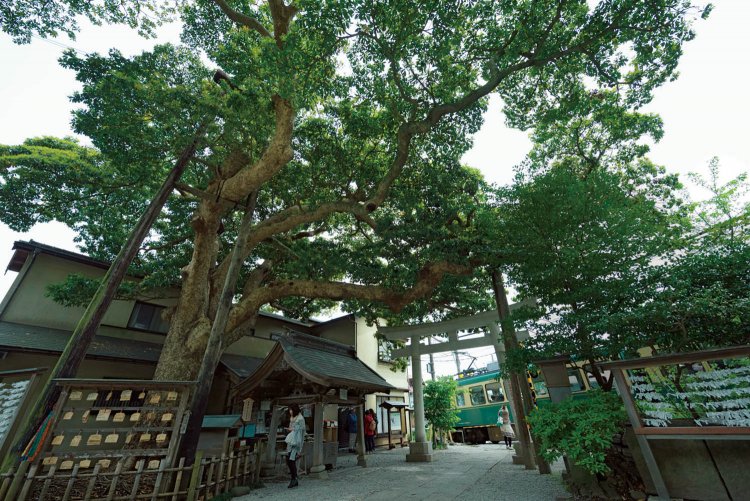 御霊神社の境内から見る江ノ電。