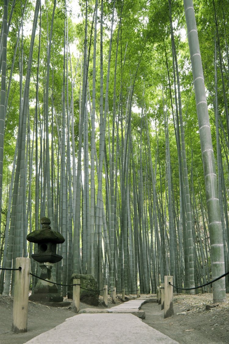 竹林で人気の報国寺。