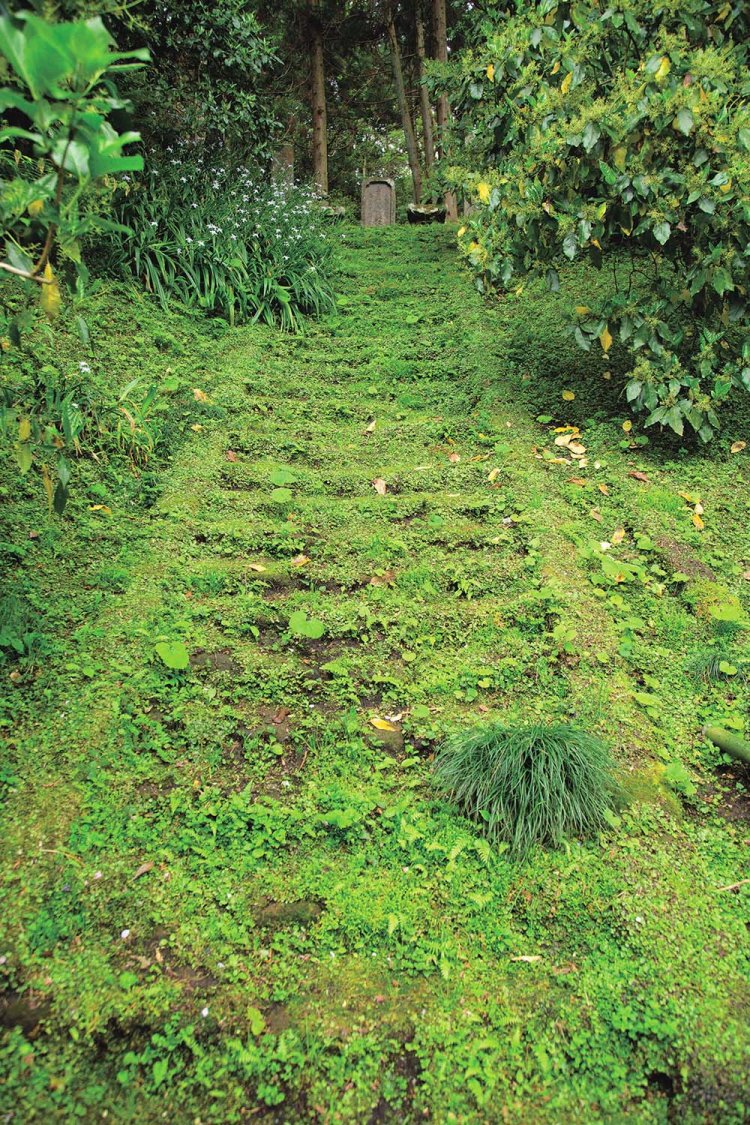 妙本寺の苔階段。