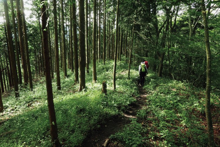 展望のない笹尾根をゆく。笹尾根は展望さえ求めなければ、いい縦走路だと思う。たまには伐採跡から視界も少し開ける。