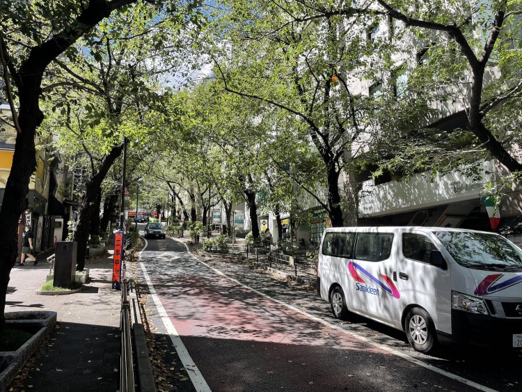 桜丘町のさくら通り。
