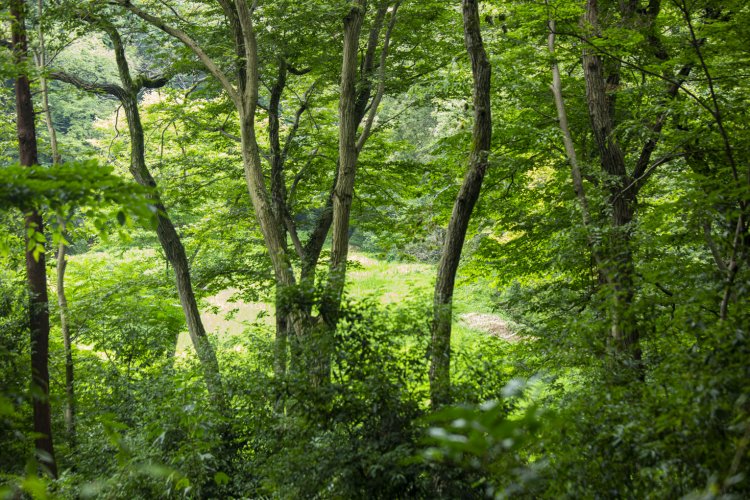 鬱蒼（うっそう）とした座間谷戸山公園の核心部。ジャングルのよう。