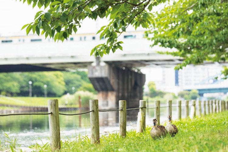 旧中川の両岸は、整備されすぎない穏やかな遊歩道が続く。週末はボートやカヤックの練習、親子連れのピクニックも見かける。カモやアオサギものんびり散策中。