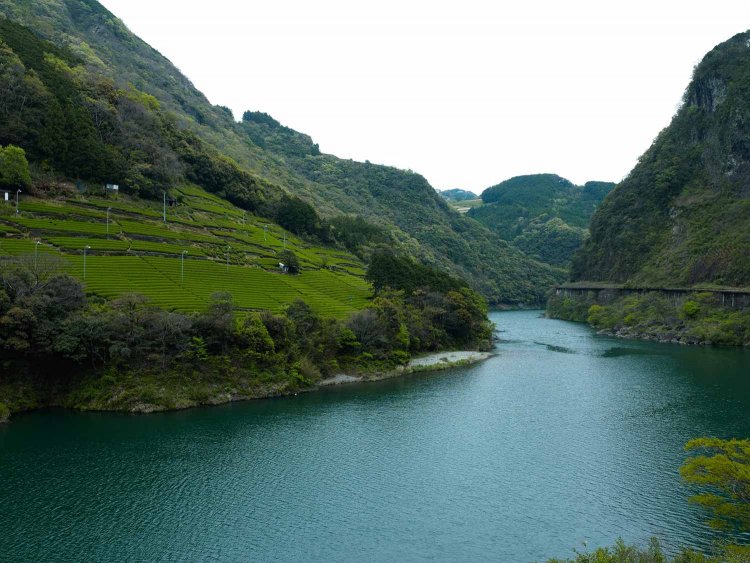 （画像提供：池川茶園）