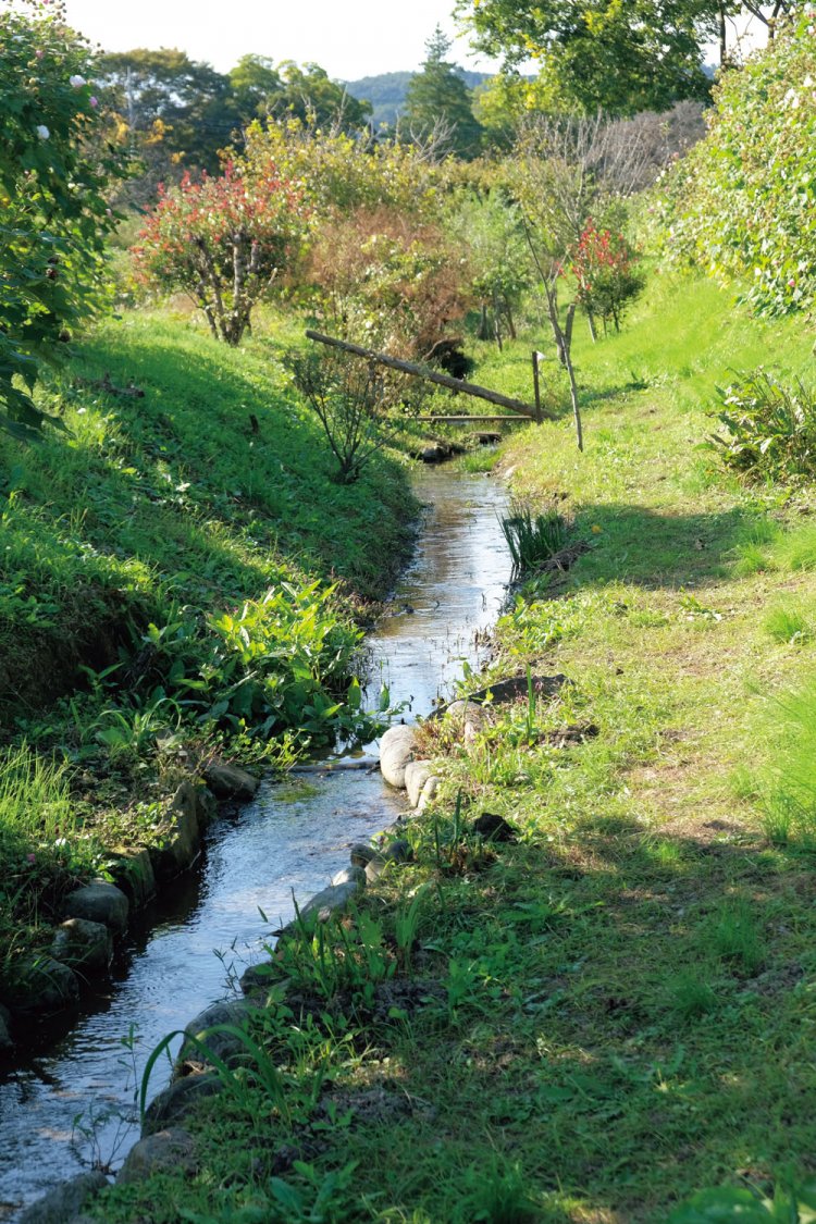 巾着田の中を小川が流れていた。きれいなところだ。巾着田は直径が500ｍほど。面積は22ha。高麗川に囲まれたなかに昔は水田があったが、今はコスモスや菜の花、それに有名な曼珠沙華（ヒガンバナ）が咲く。