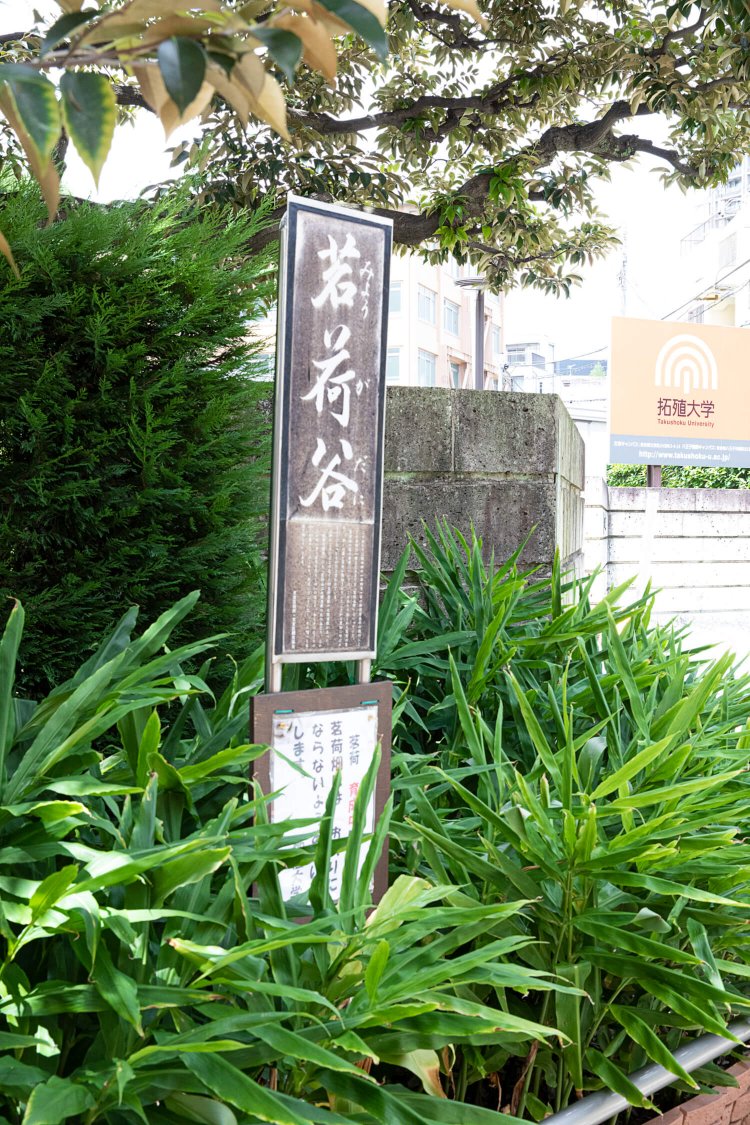 町名由来となったミョウガが、拓殖大学の横ですくすく育っている。