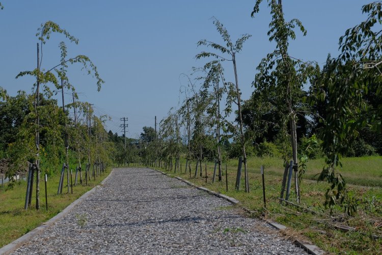 遊歩道の喜多方方面。その先で県道と合流し上三宮駅跡がある。この撮影から２年経過し、しだれ桜がすくすく成長していることだろう。