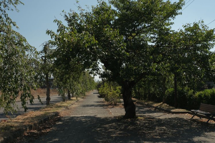 喜多方駅方面をみる。遊歩道は春となればしだれ桜でピンク色に染まるという。その時期に訪れるのもよい。